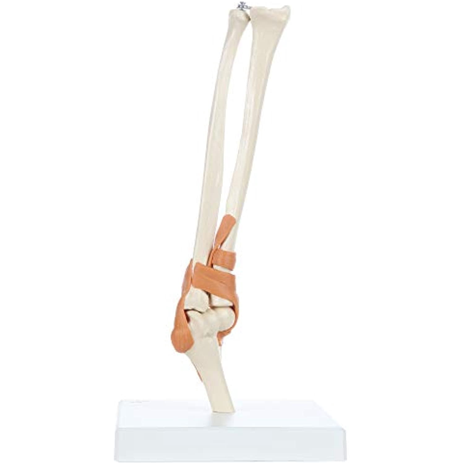 Rudiger Anatomie Functional Elbow Joint with Ligaments