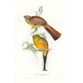 thumbnail image 2 of Gould, John 11x14 Gold Ornate Wood Framed with Double Matting Museum Art Print Titled - Tropical Trogons VI, 2 of 4