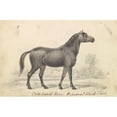 thumbnail image 2 of Charles Hamilton Smith 14x11 Black Ornate Wood Framed Double Matted Museum Art Print Titled: Crisp-Haired Horse, Primeval Black Stock (1837), 2 of 5