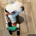 thumbnail image 4 of Barkertime Pineapple Express on Brown Dog Diaper Overall, 4 of 7