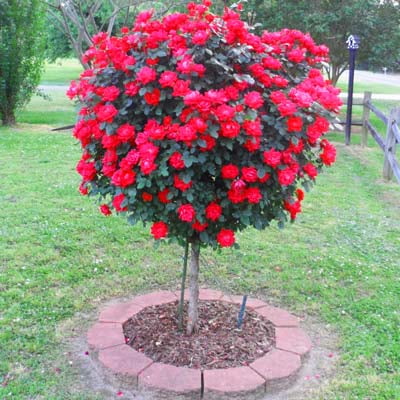 5g Knockout Rose Tree 5g Knockout Rose Tree