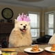 thumbnail image 2 of Gorro para perro y gato Gorro para perro y gato Gorro para perro y gato Gorro para perro y gato Gorro para perro y gato Gorro para perro y gato Gorro para perro y gato Gorro para mascota, 2 of 6