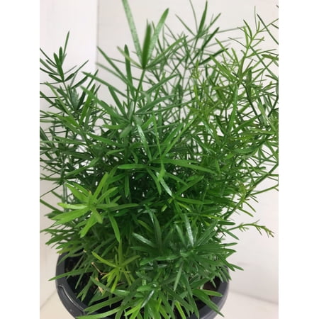 Expert Gardener Asparagus Fern Springeri, Outdoor Plant, 1 Pt Pot, Part Sun to Shade