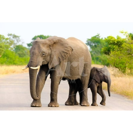 African Elephant Mother & Calf, Kruger National Park, South Africa Print Wall Art By