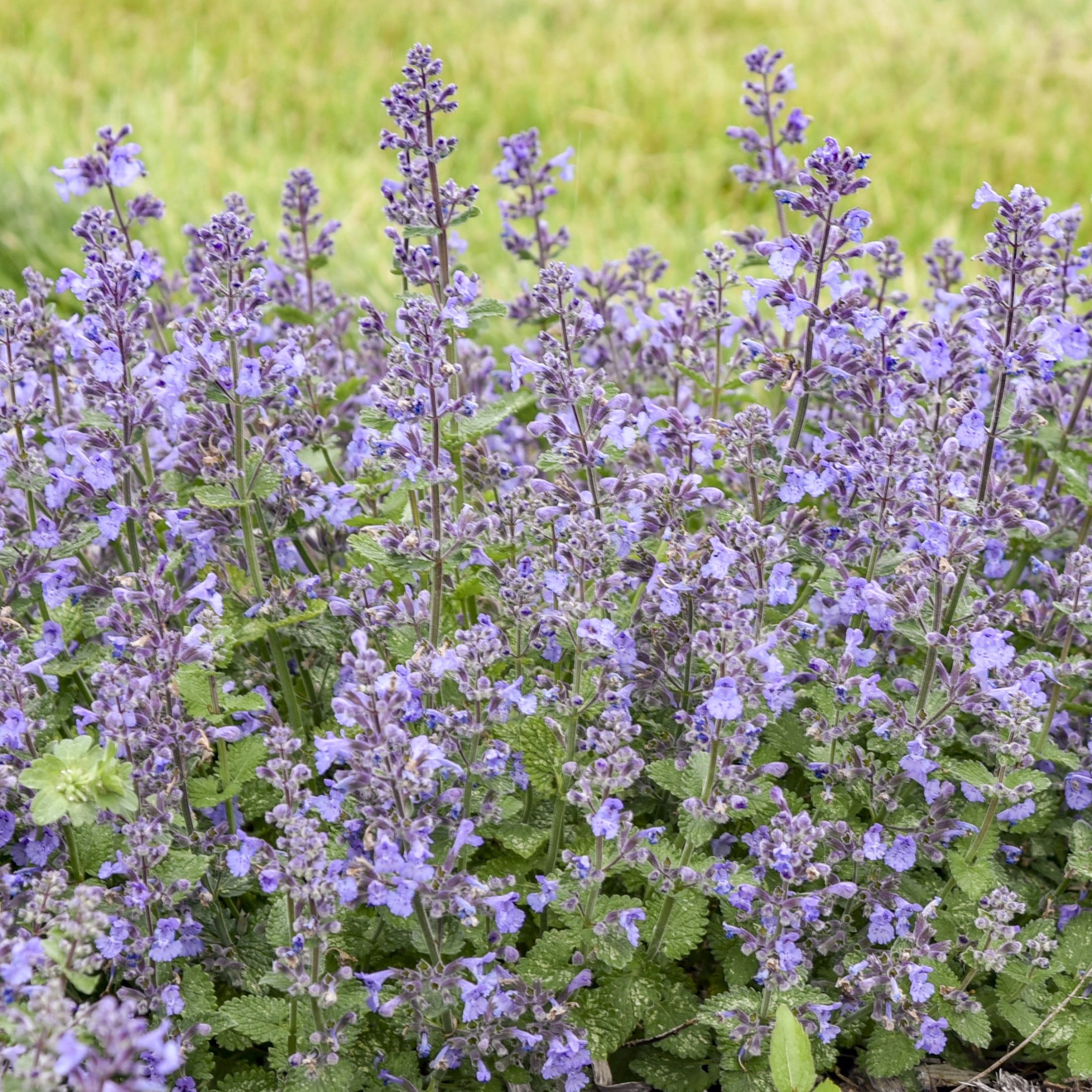 Proven Winners 6" Blue 'Catwalk Queen' Catmint Live Plant in 6.5" Pot