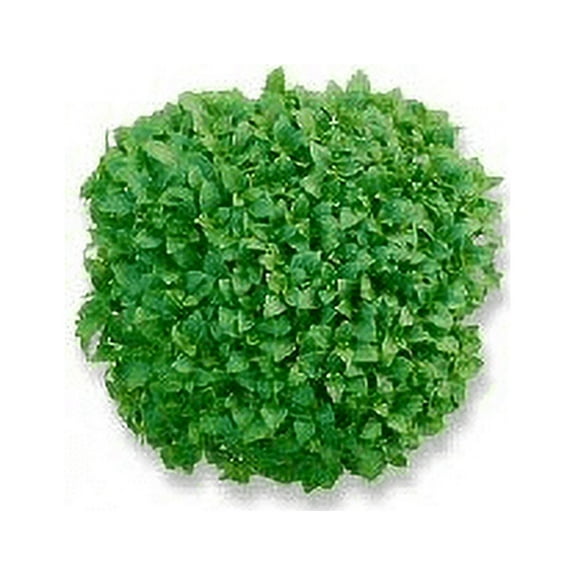 Basil Dwarf Greek Great Garden Herb Seeds by Seed Kingdom (1 Oz Seeds)