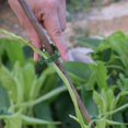 thumbnail image 4 of 400 Piezas Pinzas de Soporte de Plantas de Jardín, Pinzas de Tomate, Pinzas de Enrejado, para Vid de Calabaza de Flor de Pepino, Diámetro Interior de 1 Pulgada, 4 of 5