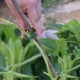 thumbnail image 4 of 400 Piezas Pinzas de Soporte de Plantas de Jardín, Pinzas de Tomate, Pinzas de Enrejado, para Vid de Calabaza de Flor de Pepino, Diámetro Interior de 1 Pulgada, 4 of 5