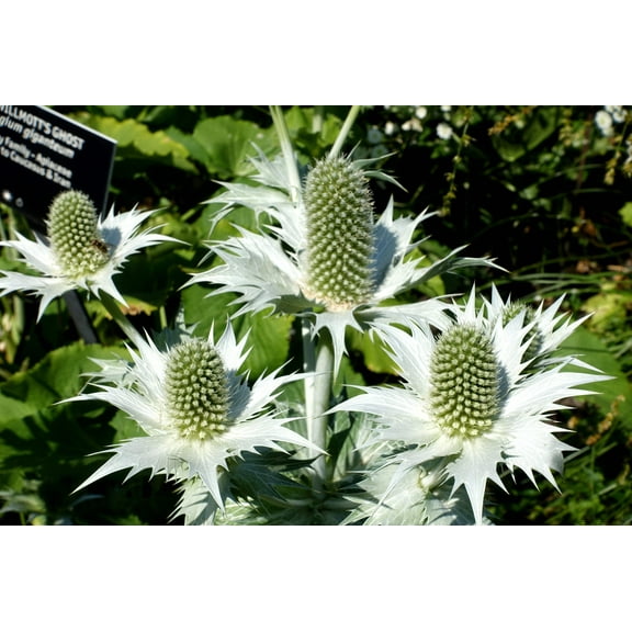 10 Giant SILVER SEA HOLLY Eryngium Giganteum Miss Willmott's Ghost Flower Seeds