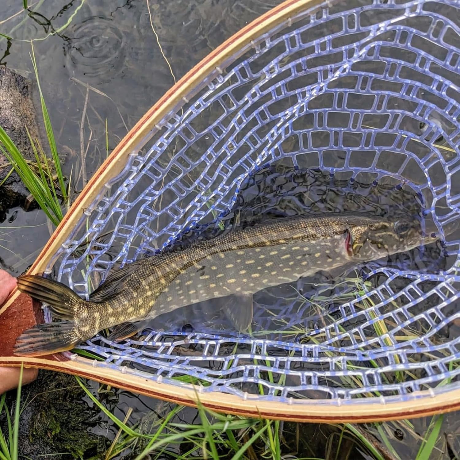 QinaQin Fly Fishing Landing Net,Soft Rubber Mesh Trout Net with Straight Handle Frame for Catch and Release,Gifts for Father Men,White Net