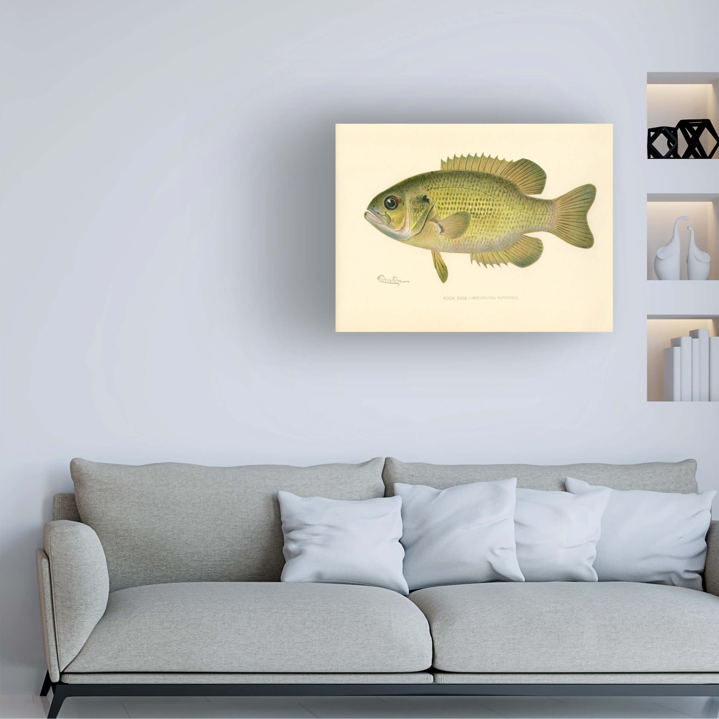 Print Collection 'Rock Bass' Canvas Art