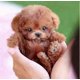 thumbnail image 2 of 2025 New Robot Dog For Adults, Ai Robotic Dog, Nicoo - My Realistic Robot Puppy That Acts Like A Real Puppy - Walking, Barking, Tail Wagging, 2 of 5