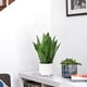 thumbnail image 3 of Planta de serpiente falsa Planta de serpiente artificial de 14 "Planta de serpiente artificial con maceta de cerámica blanca Planta de Sansevieria Perfecta para la casa Sala de estar moderna Ofic, 3 of 5