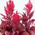 thumbnail image 3 of Dragon's Breath 18" Red Celosia Live Plants in 8.5" Decorative Pot Full Sun, 3 of 7
