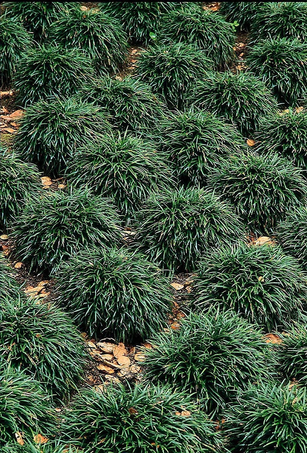 Dwarf Mondo Grass  72 Live Plants  Ophiopogon Japonicus Nanus  Shade Loving Evergreen Ground Cover