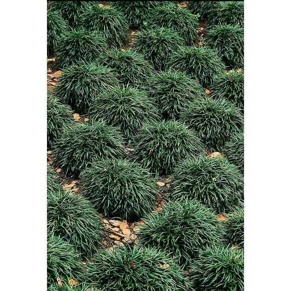 Dwarf Mondo Grass - 40 Live Plants - Shade Loving Evergreen Ground Cover Ophiopogon Japonicus Nanus