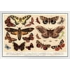 Moths and Butterflies 1888 Vintage Illustration Insect Wall Art of Moths and Butterflies butterfly Illustrations Insect Moth White Wood Framed Art Poster 20x14