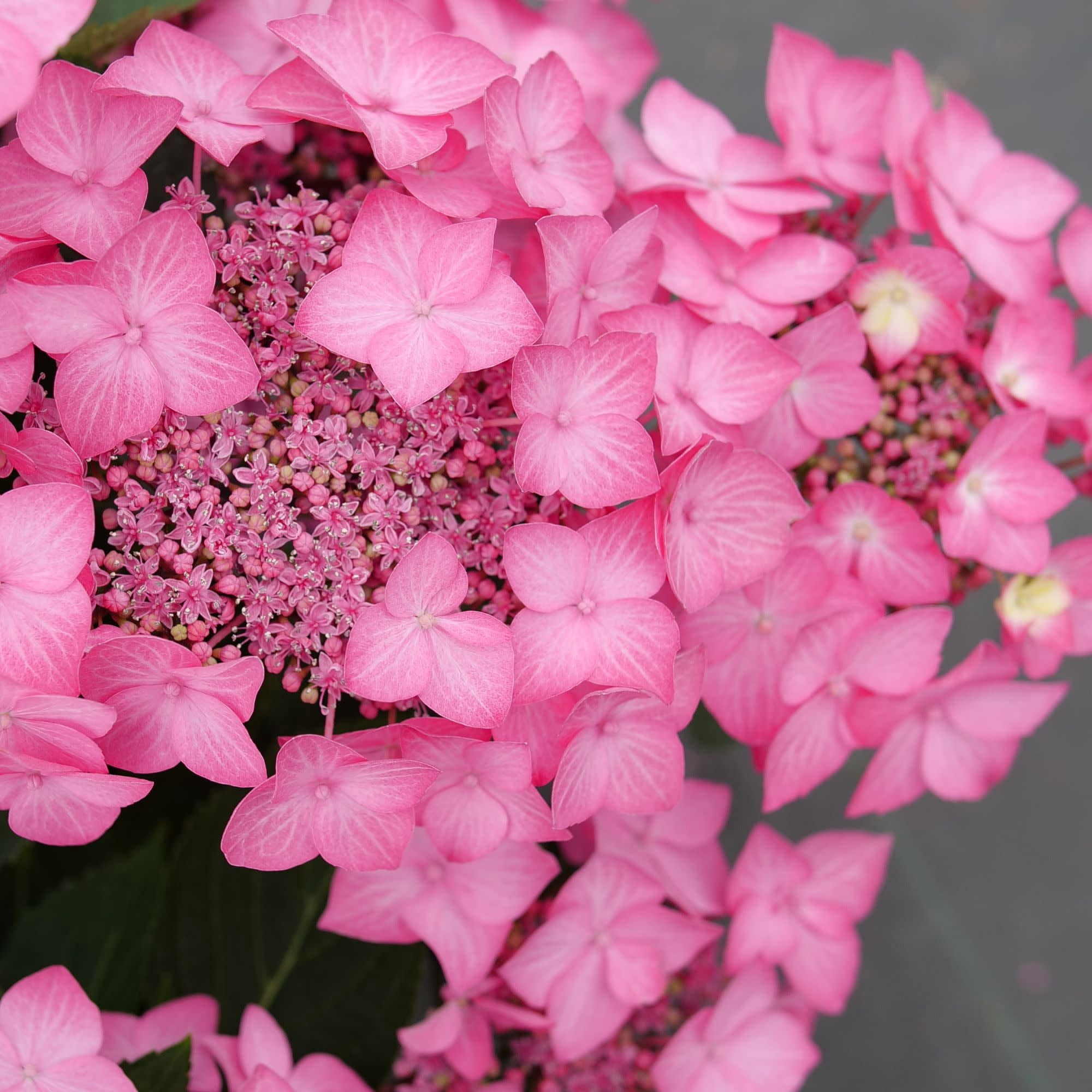 Proven Winners ColorChoice 5" Multicolor Let's Dance Hot Stepper Continuous Blooming Hydrangea Live Plant in 4.5" Pot (4 Count)
