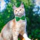 thumbnail image 4 of Decoraciones para el Día de San Patricio, Accesorios para el Día de San Patricio, Pajarita Verde para Gatos y Perros, Nuevos Tréboles de Cuatro Hojas Decorativos para Mascotas Pequeñas y Medianas, Paj, 4 of 6