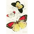 thumbnail image 3 of James Duncan 11x14 Black Modern Framed Museum Art Print Titled - Pieris Belisama, Anthocharis Danai, Iphias Leucippe (1858), 3 of 5