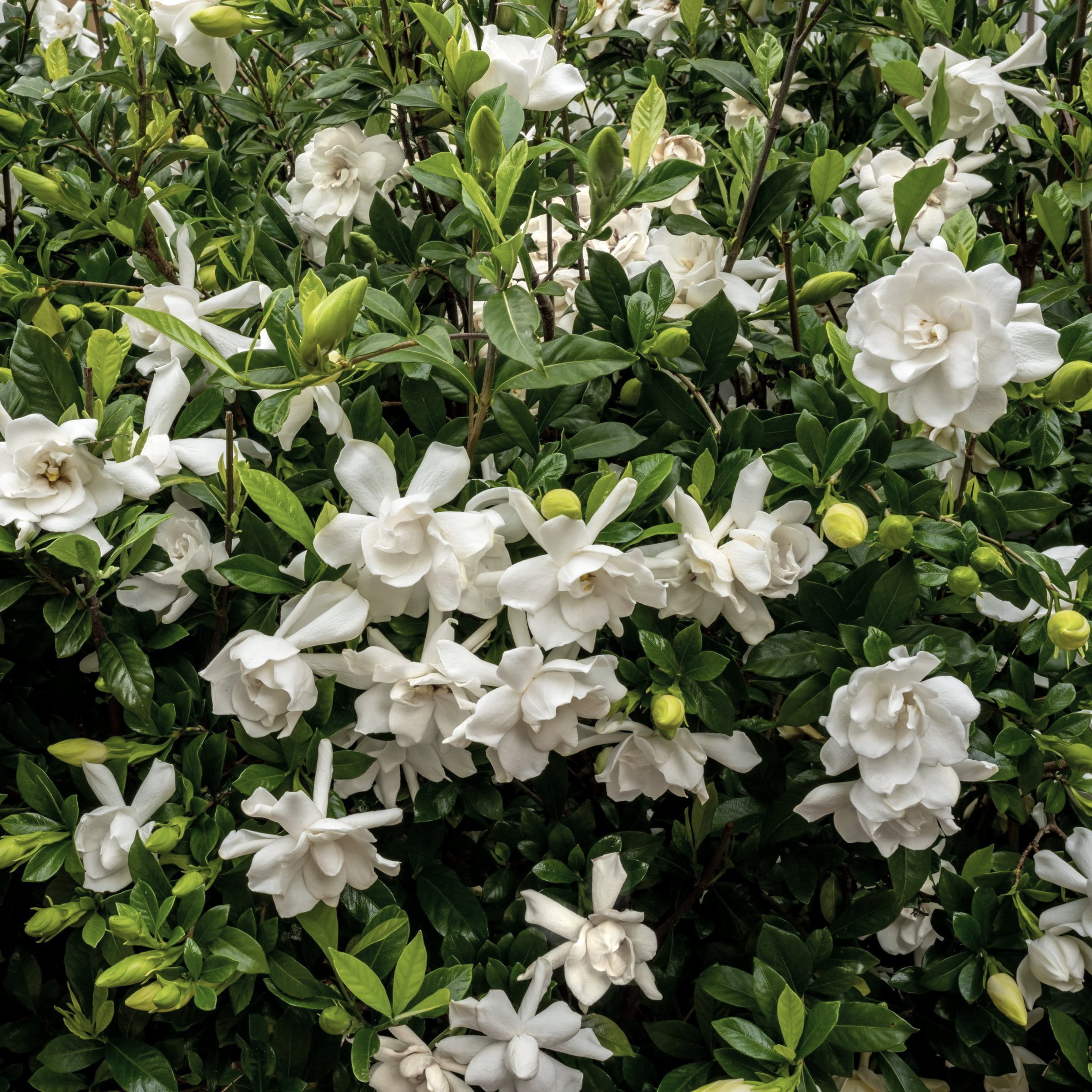 National Plant Network 3 gal. Gardenia Jubilation Live Shrub