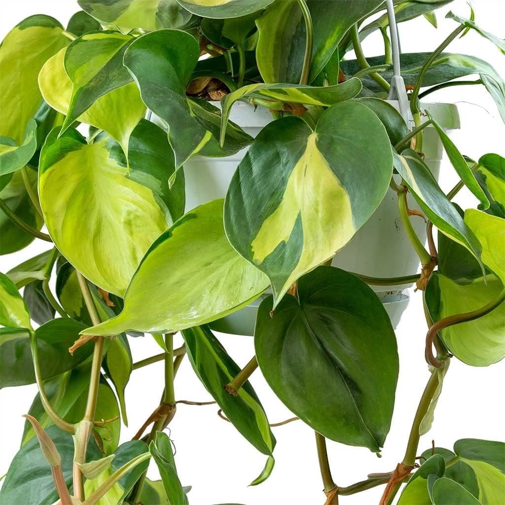Brasil Philodendron - Live Plant in a 4 Inch Pot - Philodendron Erubescens - Extremely Rare and Beautiful Indoor Houseplant - A Rare Tropical Masterpiece