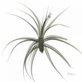 thumbnail image 3 of Koetsier, Albert 12x12 Black Modern Framed Museum Art Print Titled - ZeroEntropyTillandsiaR51, 3 of 5