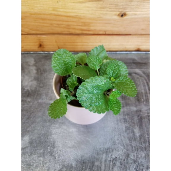 Pilea Creeping Charlie, 2" Plant, The Plant Farm