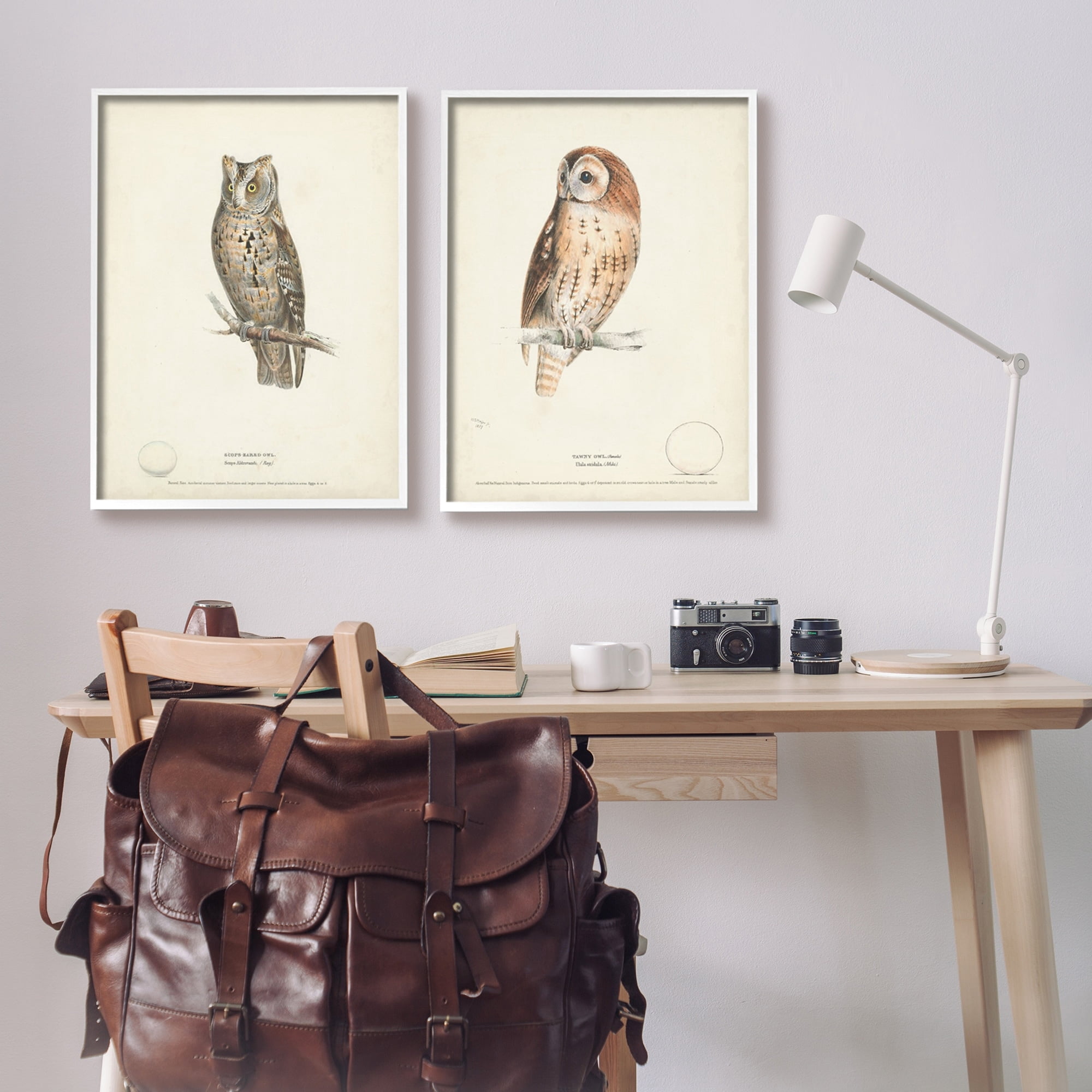 Stupell Industries Owl Breeds Latin Study Page Detailed Bird Animal Graphic Art White Framed Art Print Wall Art, Set of 2, Design by H. L. Meyer