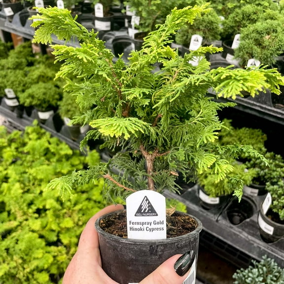 Fernspray Gold Hinoki Cypress - Live Bonsai Starter Plant - 4" Growers Pot