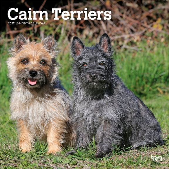 Cairn Terriers | 2027 12x24" (Hanging) Wall Calendar | Plastic-Free
