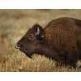 thumbnail image 2 of Galloimages Online 32x26 Black Ornate Wood Framed with Double Matting Museum Art Print Titled - Yellowstone Bison Tongue Out, 2 of 4