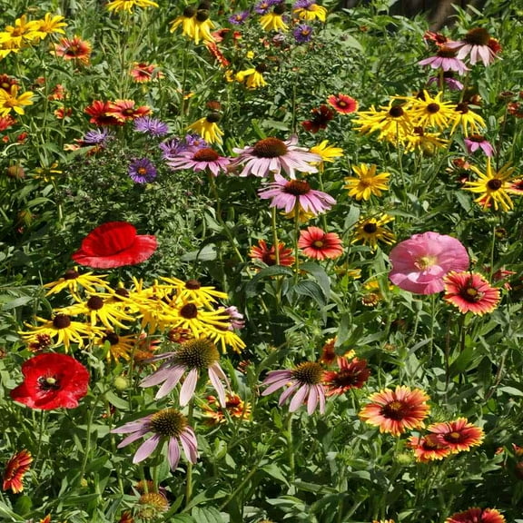 Outsidepride Midwest Wildflower Mix Flower Seeds