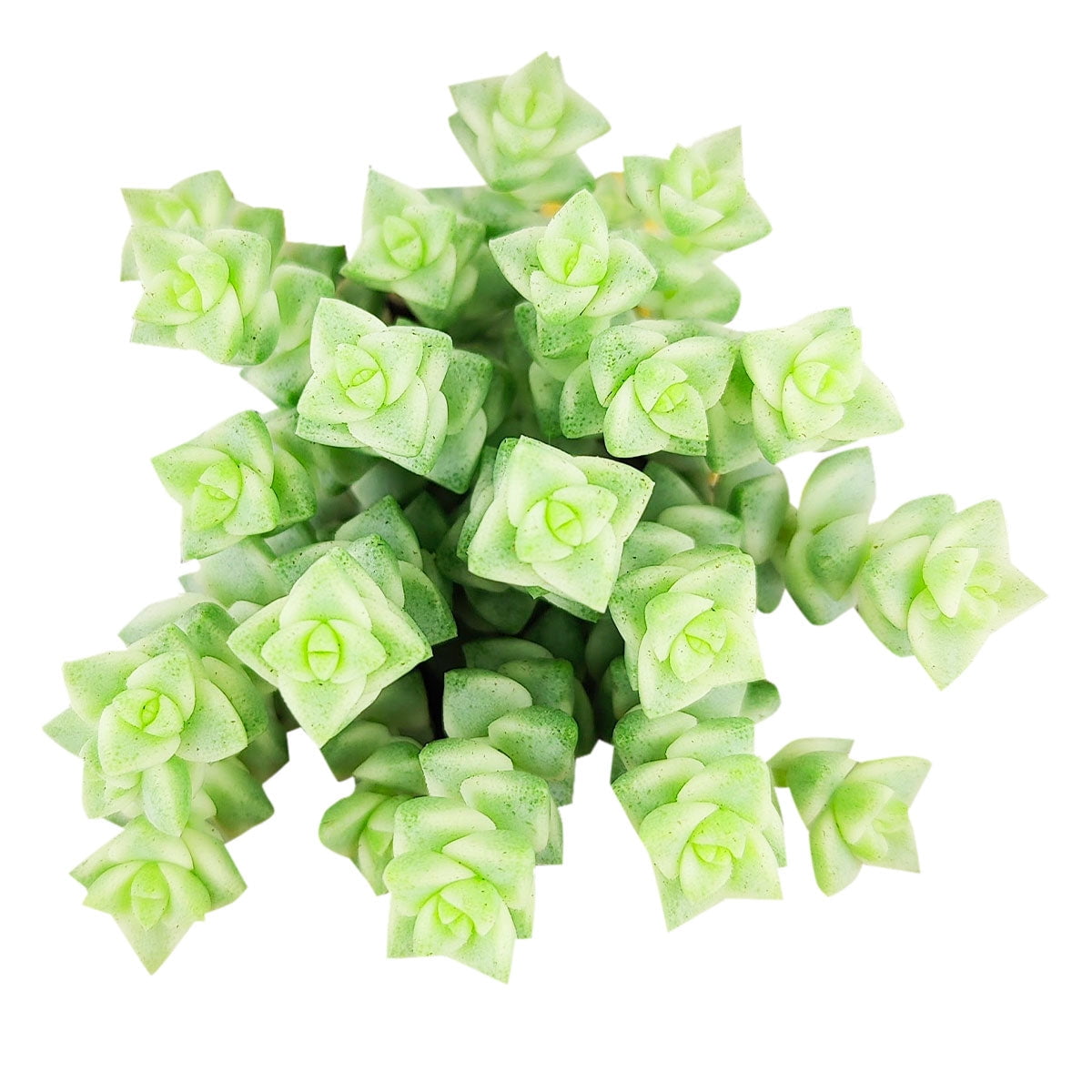 Crassula Pastel 'Variegated Tom Thumb' 2 inch - Walmart.com