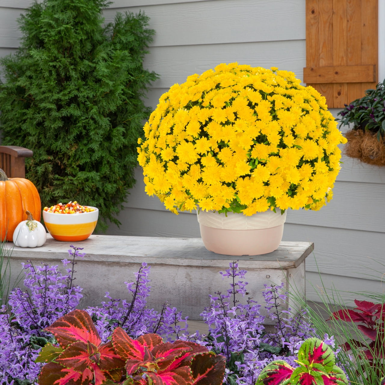 Better Homes & Gardens Yellow Garden Mum Live Plant, 1.5 gal, Decorative Planter