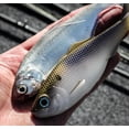 thumbnail image 5 of 6th Sense – Sweep 6 Weedless Soft Plastic Swimbait, 6in. (1.2oz.), Subtle Tail Action, 5 of 11