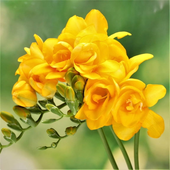 Easy to Grow Freesia Double Yellow 15 Plant Bulbs, Yellow Fragrant Flowers Spring Partial Sun