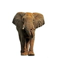 thumbnail image 2 of African Elephant White Wall Decal by Wallmonkeys Peel and Stick Graphic (24 in H x 19 in W) WM206284, 2 of 4