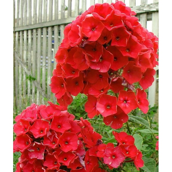 50 Bright Red Phlox Seeds – Perennial Garden Flower – Butterfly & Pollinator Friendly Blooms