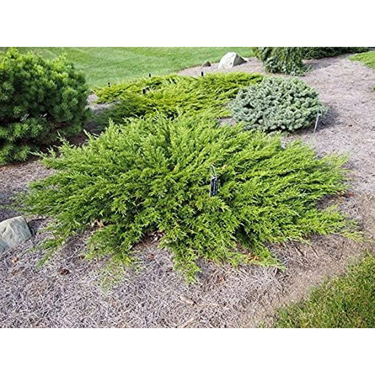 Monna Juniper Sierra Spreader 1 Live Gallon Size Plant Juniperus