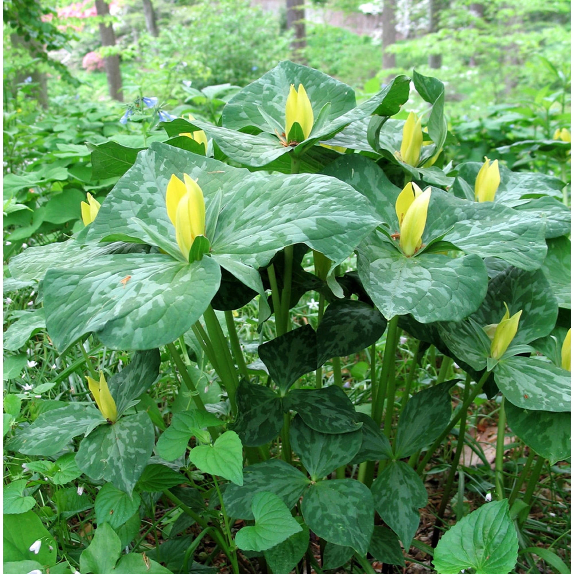 Van Zyverden Woodland Plant, Trillium Yellow, Set of 3