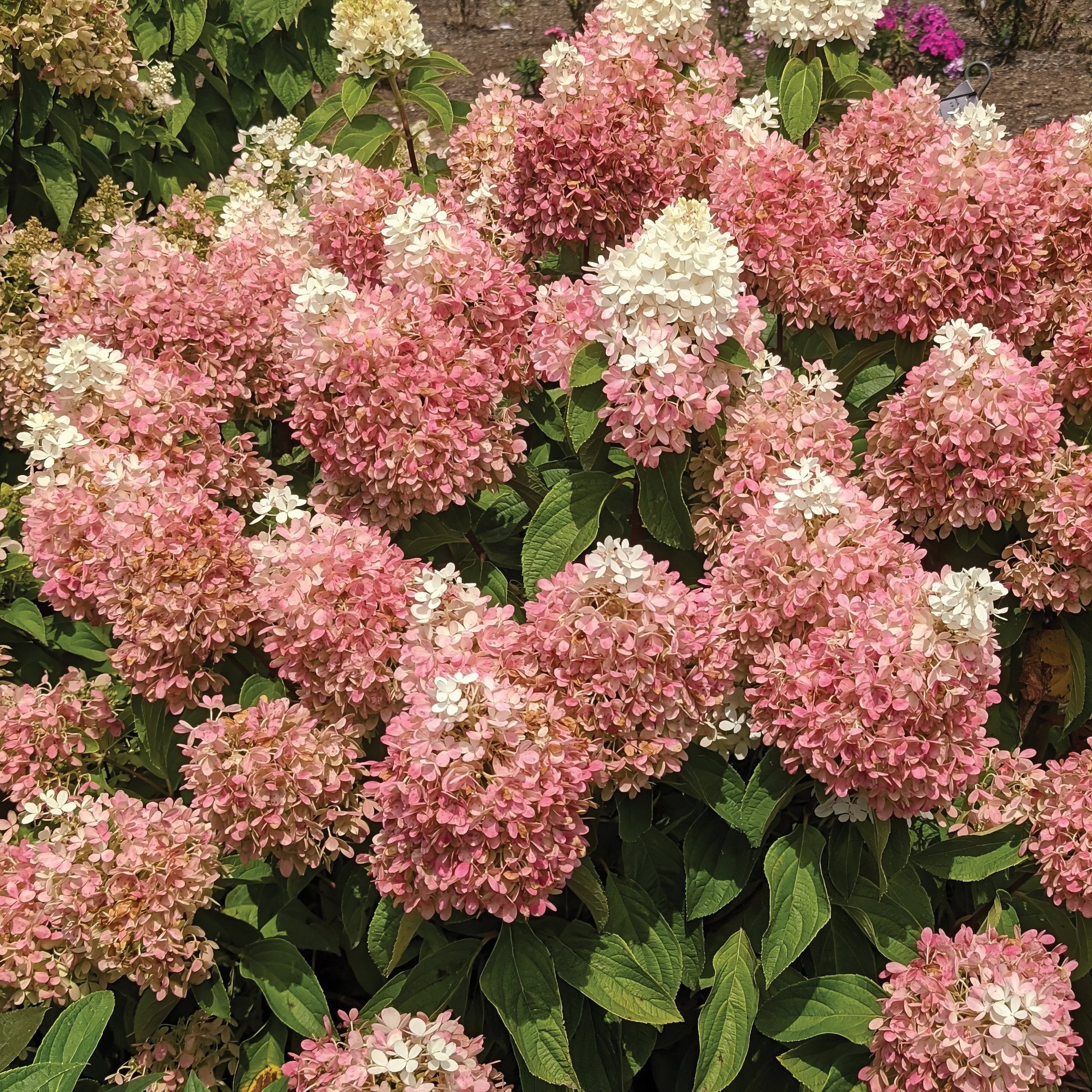 National Plant Network 3 gal Hydrangea Sweet Starlight Live Shrub Full Sun with White and Pink Flowers