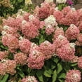 thumbnail image 6 of National Plant Network 3 gal Hydrangea Sweet Starlight Live Shrub Full Sun with White and Pink Flowers, 6 of 8