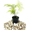 thumbnail image 2 of Mini Fairy Garden - Terrarium Fern Assortment - 6 Live Plants in 2 Inch Pots - Rare Ferns from Florida - Growers Choice Based On Health, Beauty and Availability, 2 of 6