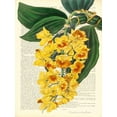 thumbnail image 2 of Dellal, Remy 25x32 Gold Ornate Wood Framed with Double Matting Museum Art Print Titled - Vintage Botany III, 2 of 4