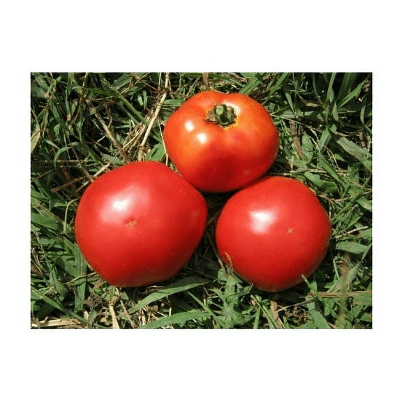 Tomato Marglobe Heirloom Garden Vegetable by Seed Kingdom Bulk 1 OZ Seeds