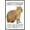 Barnwood Framed Version, variant on Capybara - Be Cappy Wall Poster, 22.375" x 34" Framed