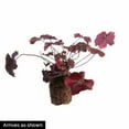 thumbnail image 3 of Direct Gardening Catching Fire Heucherella Perennial Starter Plant, 1 per offer, 3 of 4