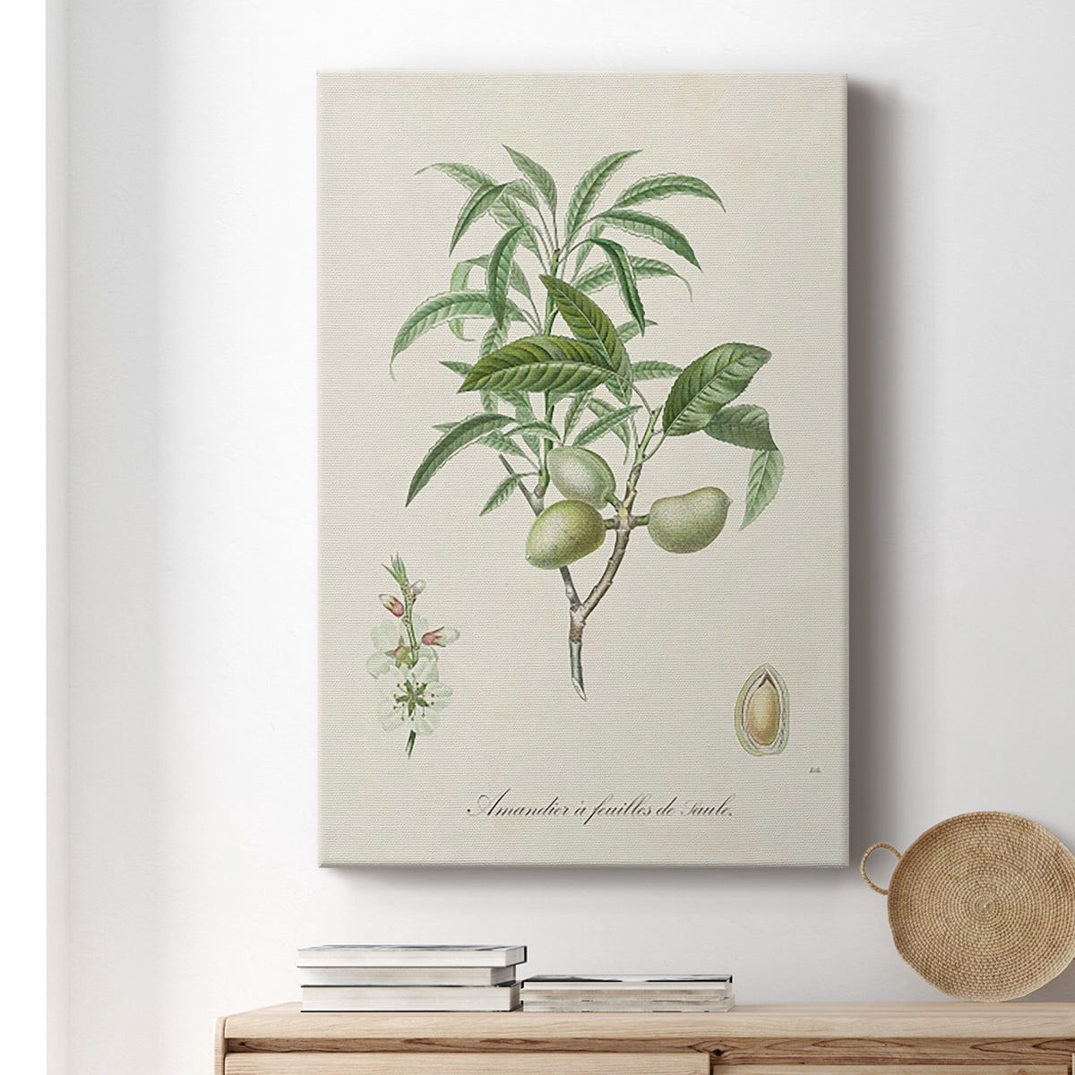 Antique Almond Botanical II Premium Gallery Wrapped Canvas - Ready to Hang