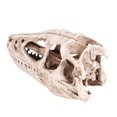 thumbnail image 2 of Rdeghly Decor Craft,Resin Dinosaur Skull Model Simulated Animal Skeleton Home Office Decor Craft Teaching Prop, Resin Dinosaur Skull, 2 of 9